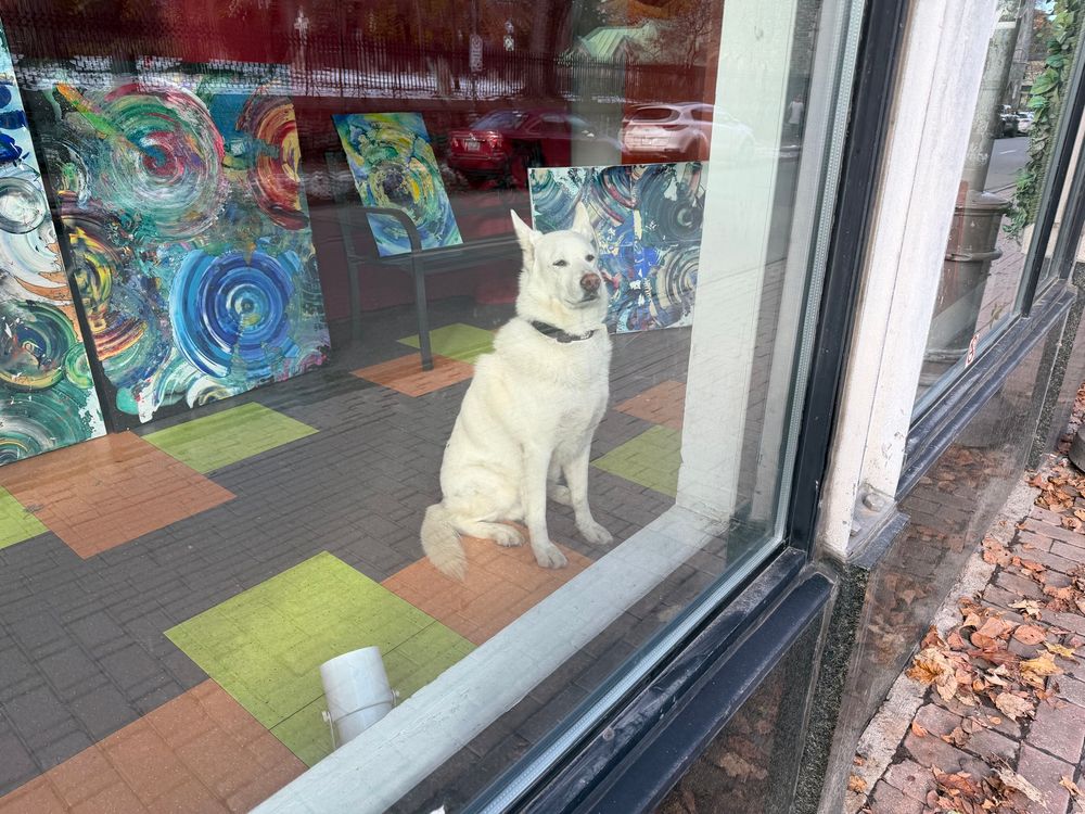 A dog looking out the window of an art gallery