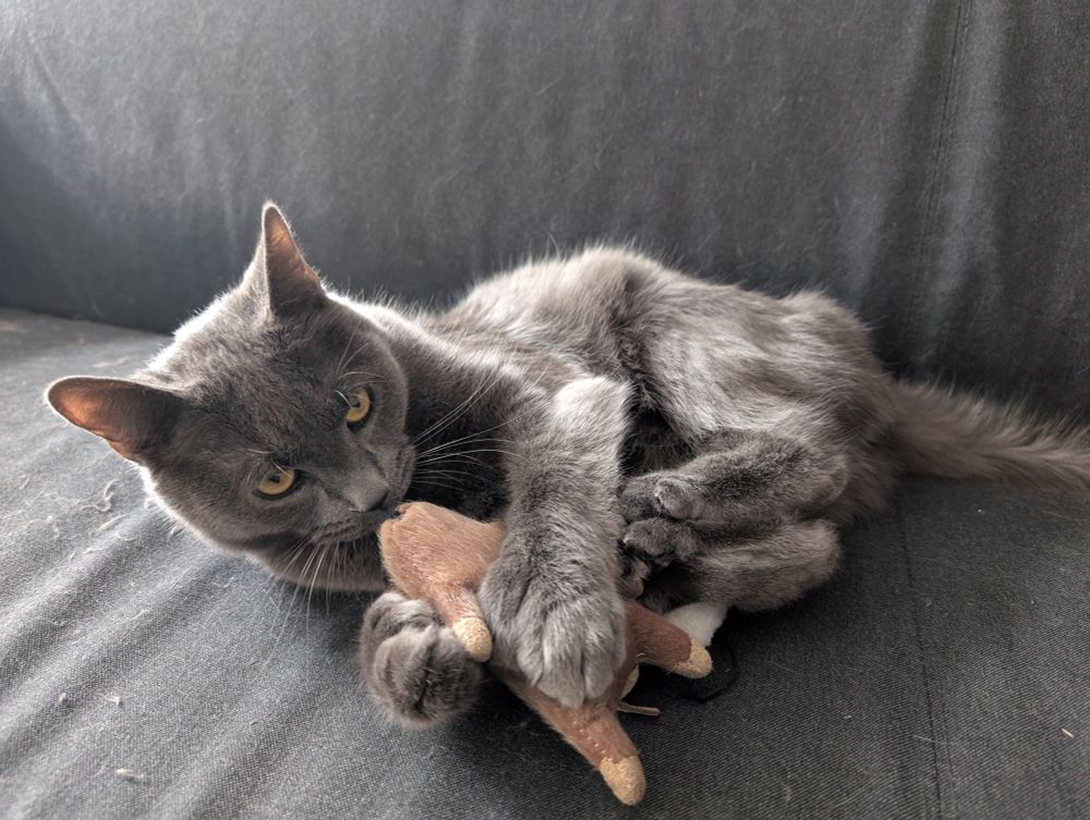 My late cat Mercure, gray domestic shorthair, playing with a mouse toy