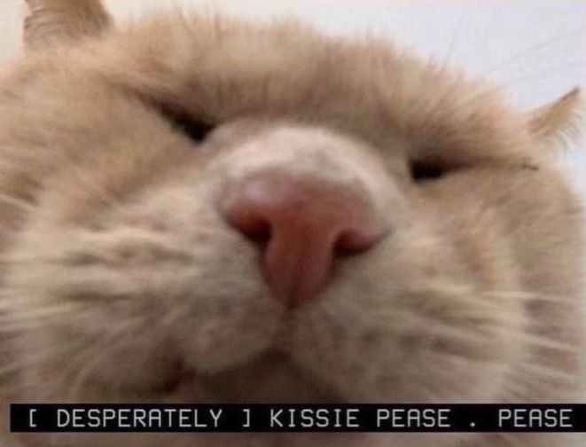 Cat photo captioned "[Desperately] kissie pease. pease."