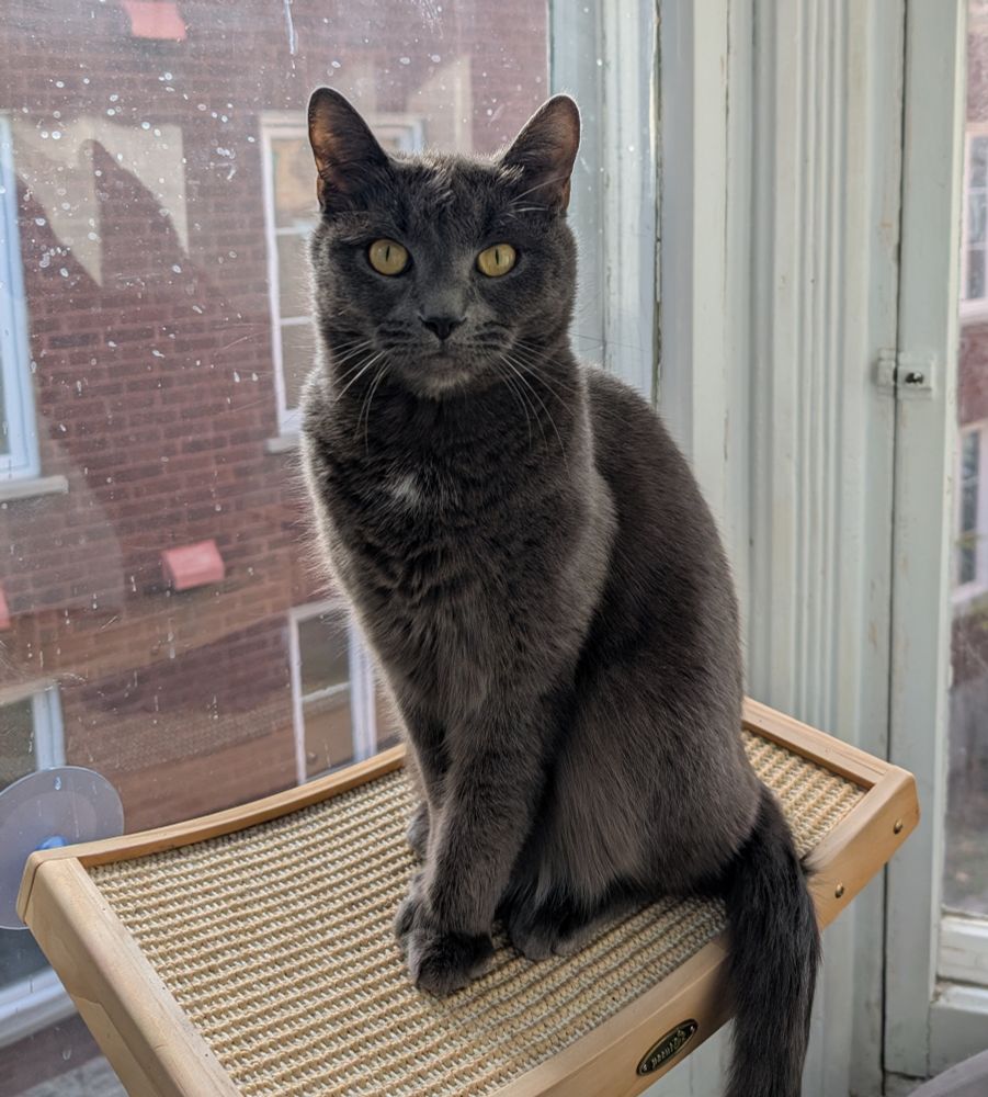 Gray cat on a window perch looking in the camera with pretty yellow eyes