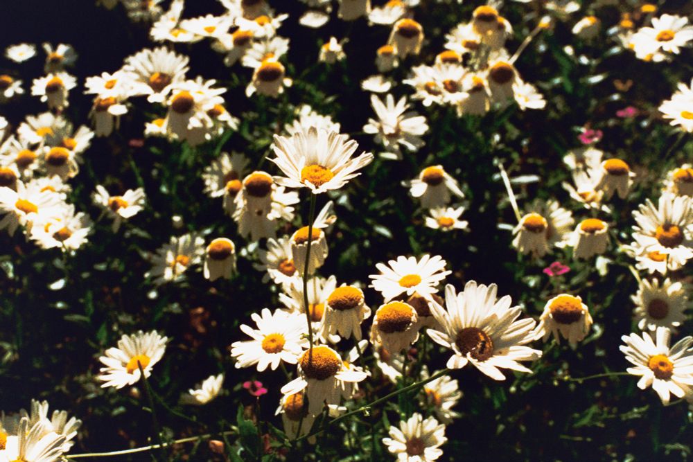 A field of white and yellow flowers rises starkly from a black background 