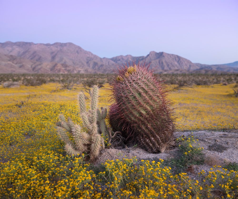 A photograph of a barrel cactus and cholla in a desert landscape with mountains in the background.  Yellow cinch weed blooms cover the ground like carpet.  This was taken near Borrego Springs, California.