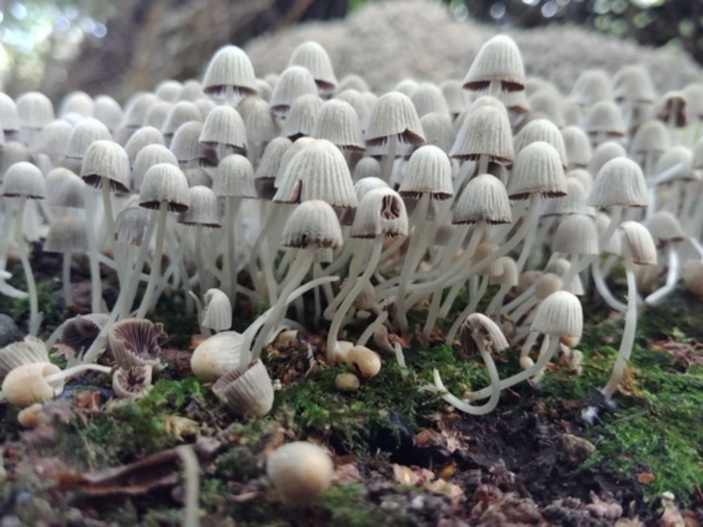 Trooping Crumble Cap (Coprinellus disseminatus)