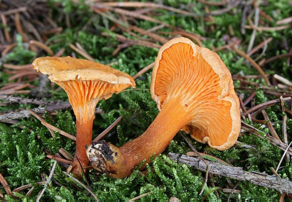 Hygrophoropsis - Wikipedia