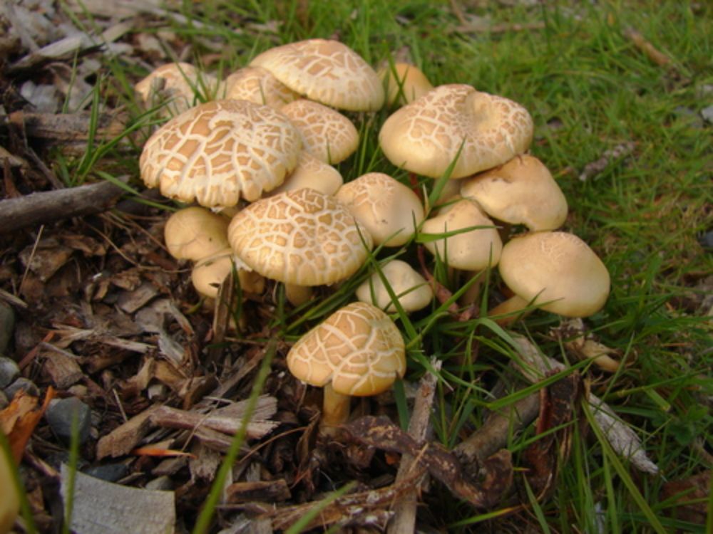 Genus Agrocybe