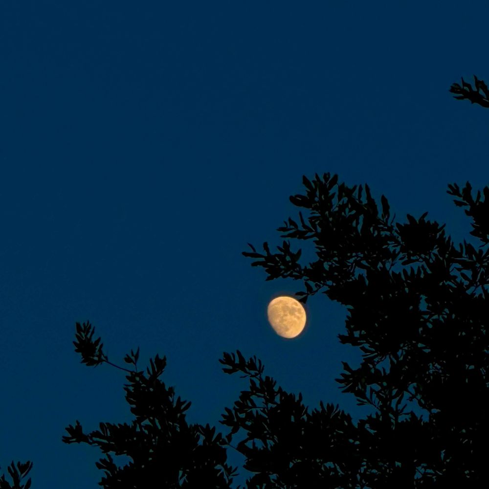 Moon rising over the tops of trees
