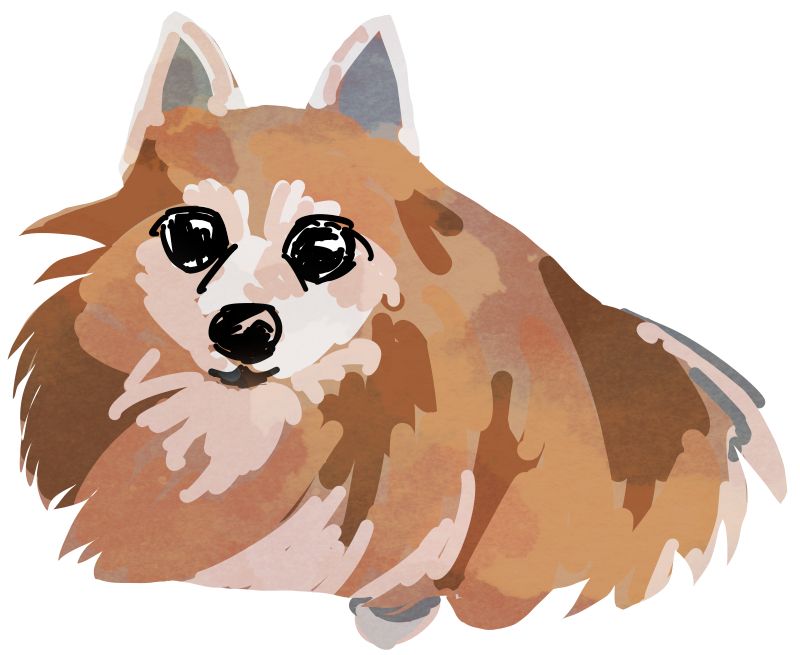 same digital painting of pomeranian, sketch layer off
