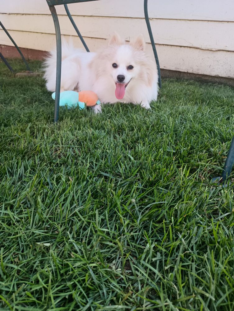 Buster in the grass staring at the camera 