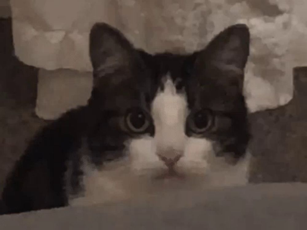 a black and white cat is peeking out of a box .