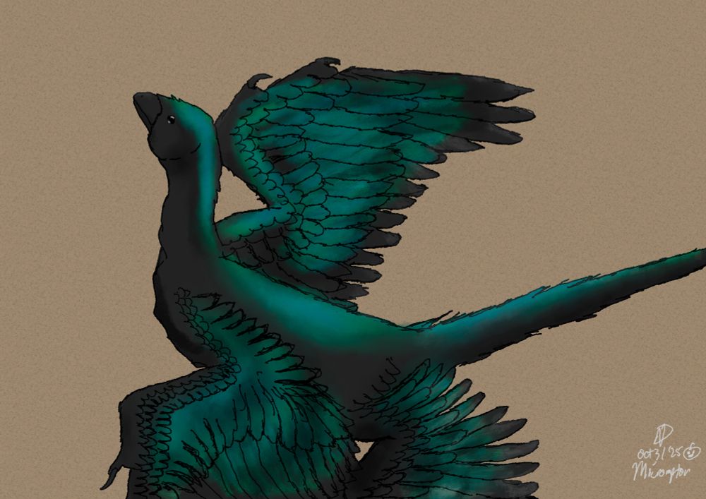 Digital sketch of a black microraptor with heavy iridiscent highlights on a plain brown background.
