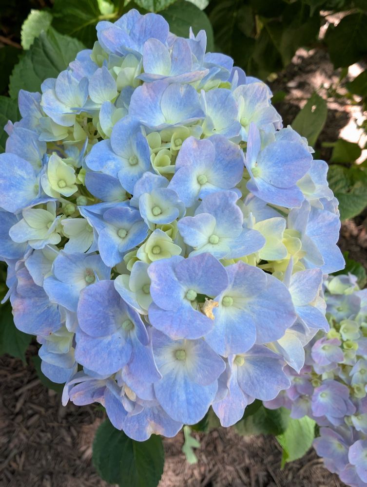 A beautiful blue and cream hydrangea blossom just opening up