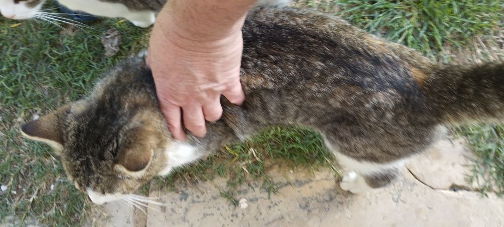 My hand patting a large tomcat 