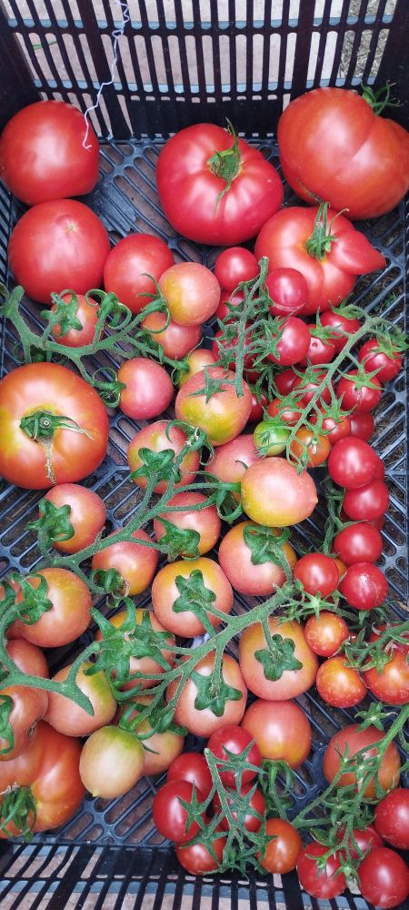  Crate of mixed tomatoes 