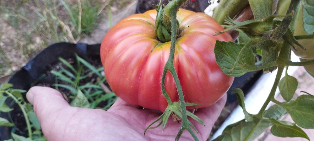 A large pink tomato sitting on my hand, obscuring about half of it 