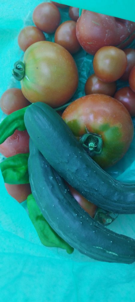 Different types of tomato, a few small green peppers, and 2 cucumbers