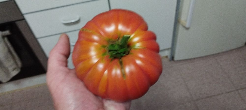 A big tomato filling my hand