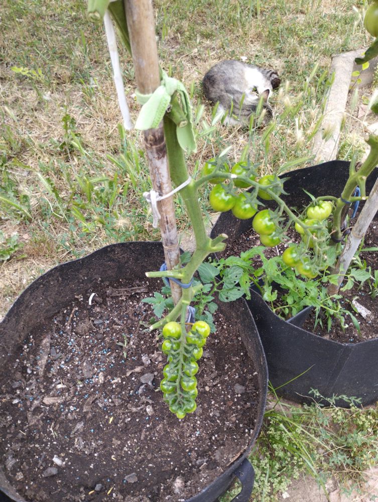 Green cherry tomatoes 
