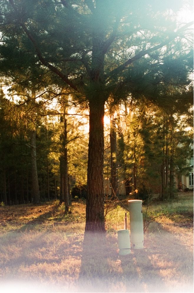 Light through the trees