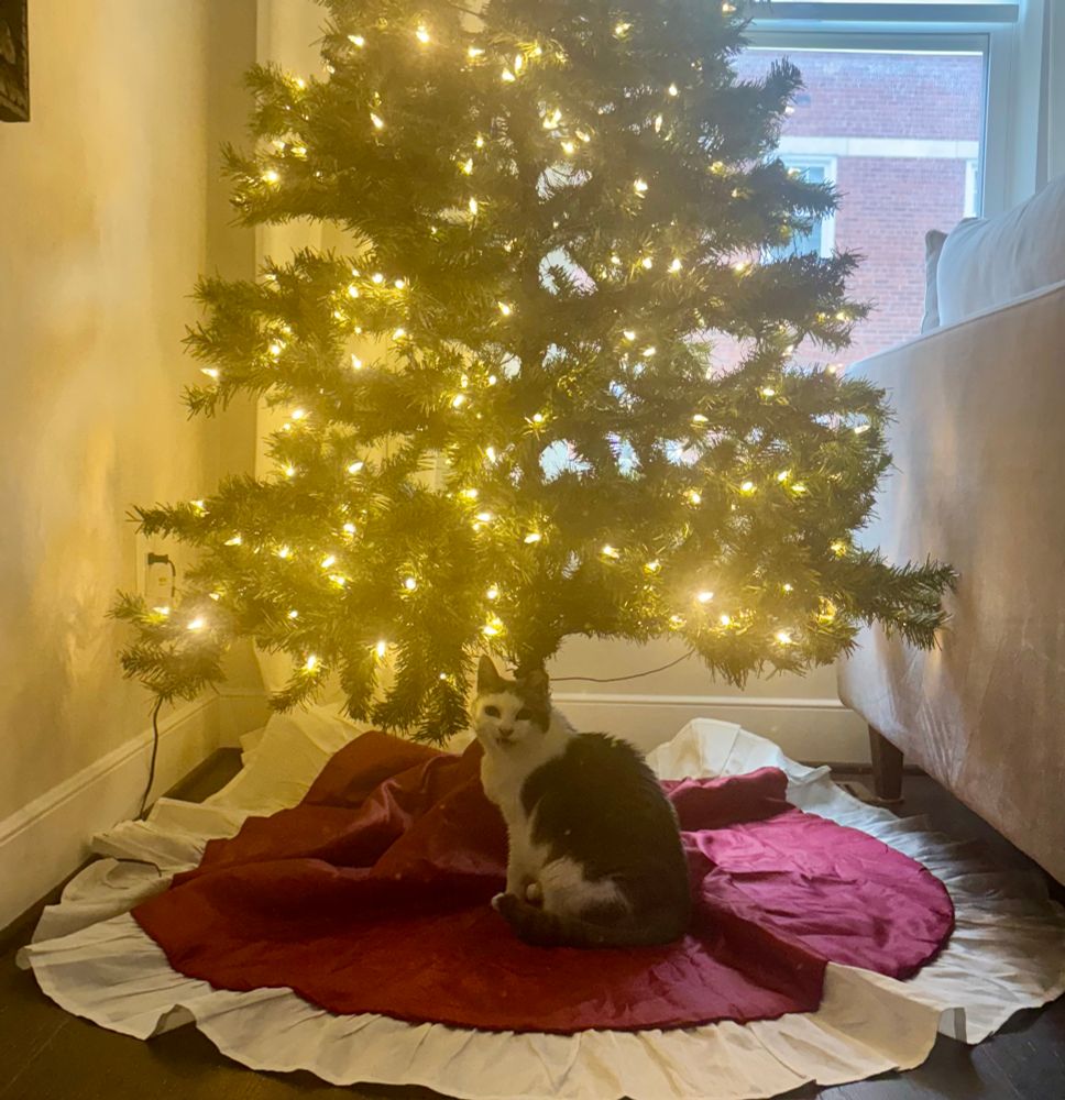 A gorgeous grey and white cap and saddle shirt haired cat sitting on a red and cream tree skirt under a Christmas tree with white lights.  
