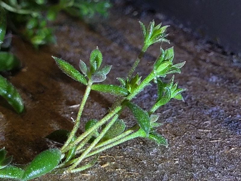 A closeup of the tips of one of the stems. The ends are starting to split into more leaves, and possibly a couple of flower buds? Probably wishful thinking, but I can hope.