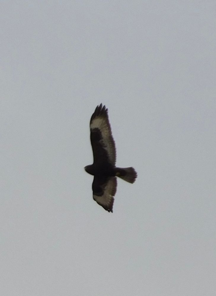 A dark morph Rough-legged Hawk against gray skies