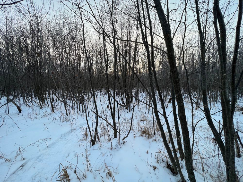 Snowy forest of aspen and other deciduous trees