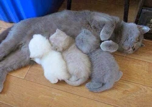 A grey mother cat nursing 3 kittens colored from all grey to all white