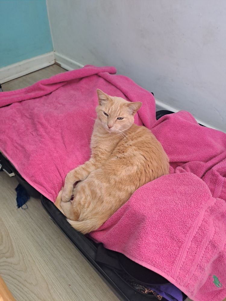 A cat in a packed suitcase