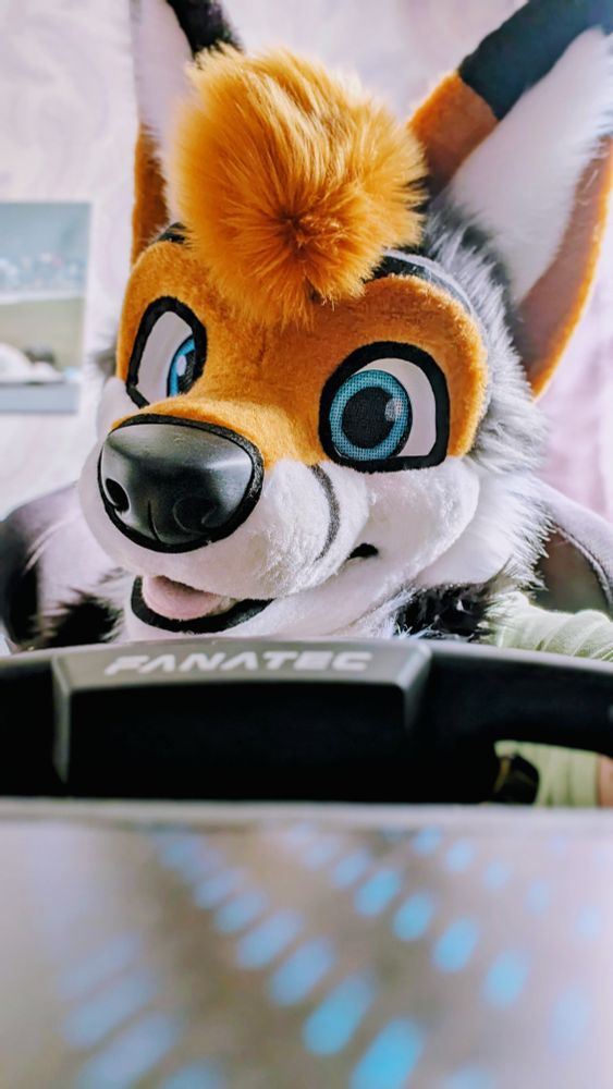 A picture of a Grey Fox Fursuit sitting in their racing simulator looking back from the steering wheel