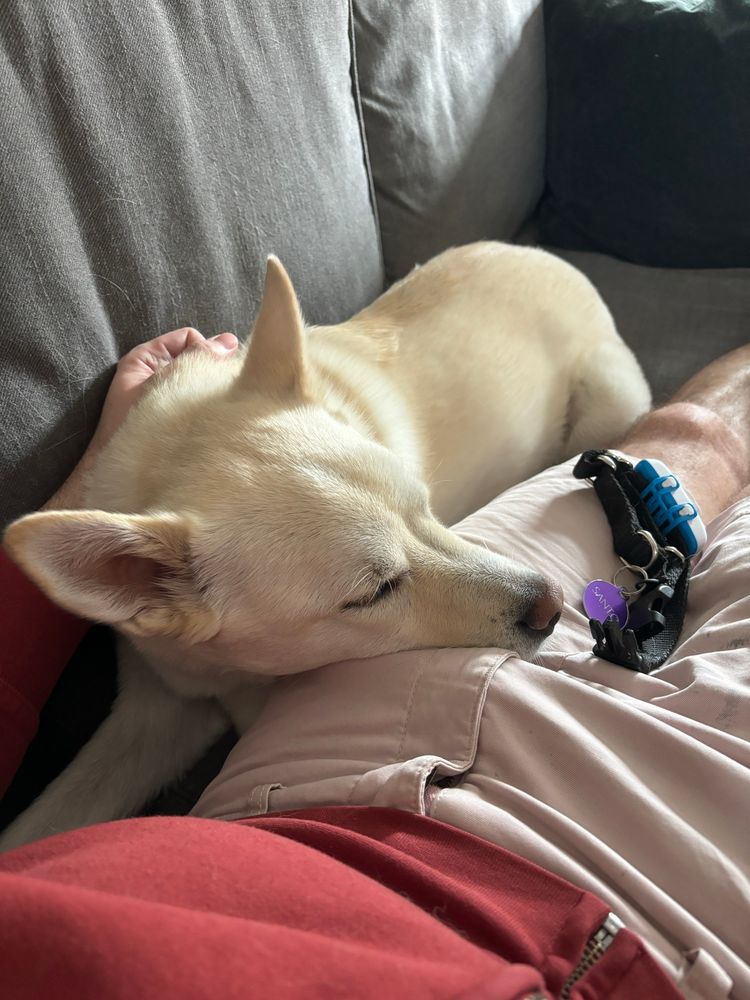 White jindho dog sleeps on Brian’s lap