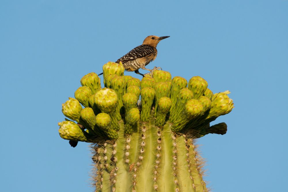 A female Gila woodpecker perches on saguaro flower buds that are about to bloom. Taken in McDowell Sonoran Preserve in Scottsdale, Arizona.