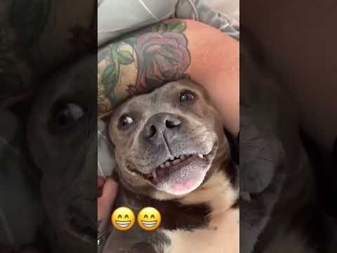 The sudden reaction of a dog being kissed