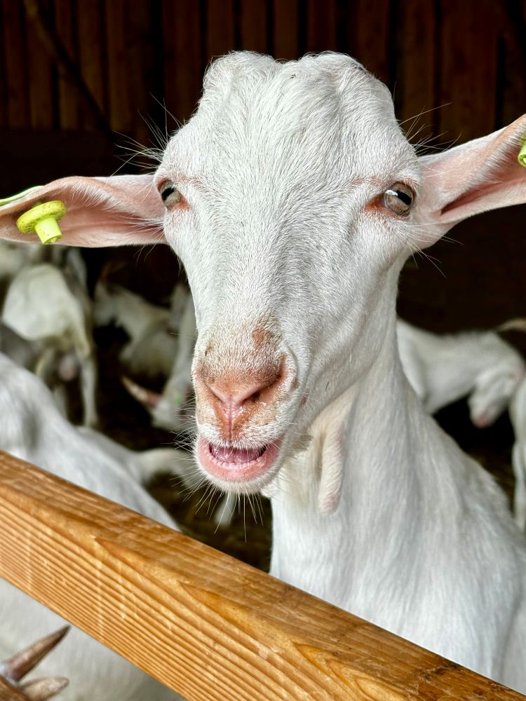 Kop van een witte geit die over een houten balk van een hek uitsteekt. Hij heeft zijn bek half open. 
