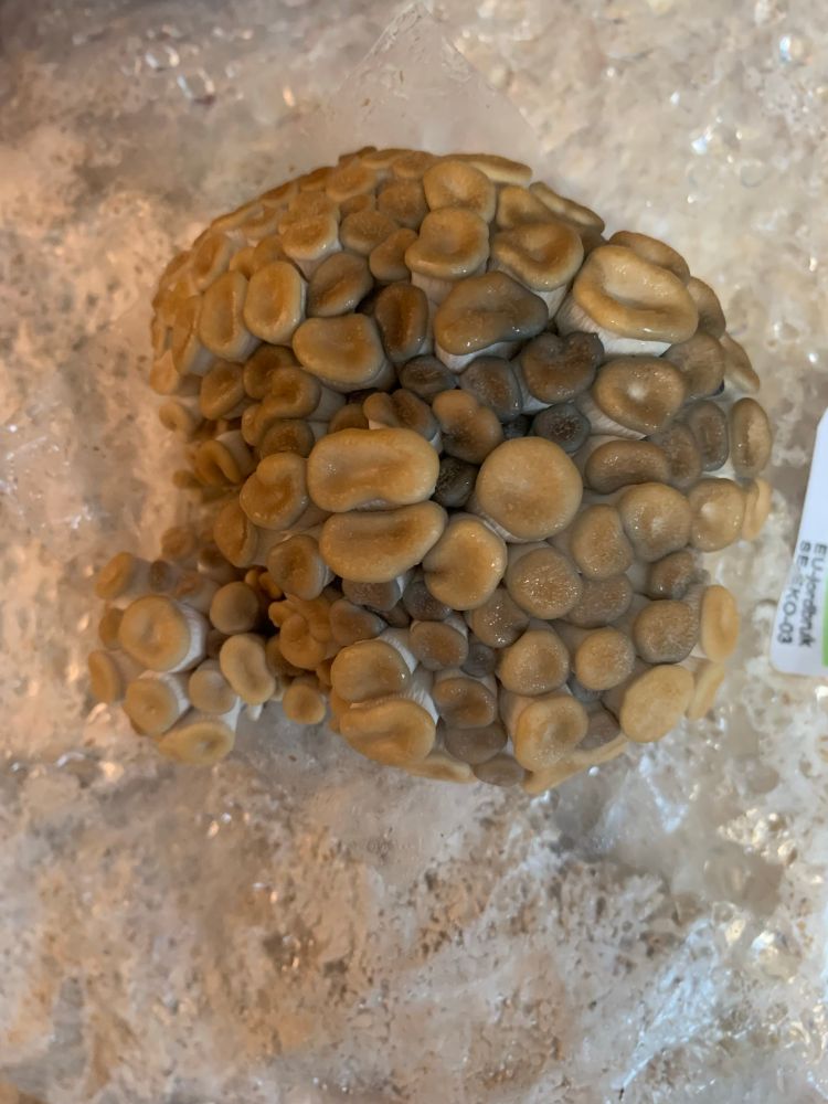 Pleurotus ostreatus, oyster mushroom or "hiratake".