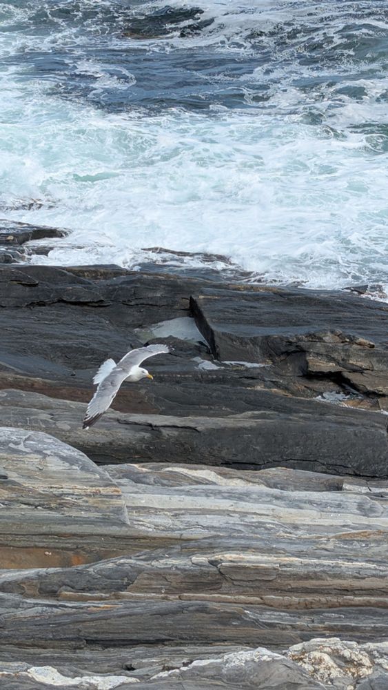 Swirling ocean wavelets breaking onto rocky coast with seagull flying in foreground over the striated rock. Pemaquid Point, Maine, USA.