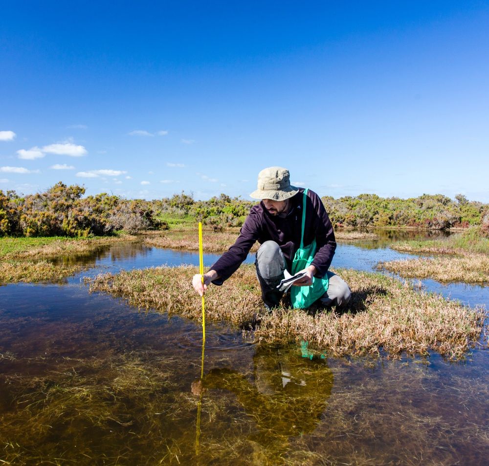 Person wearing a hat kneeling on vegetation by a bog pool. They are taking measurements in the water with an instrument. The sun is shining.