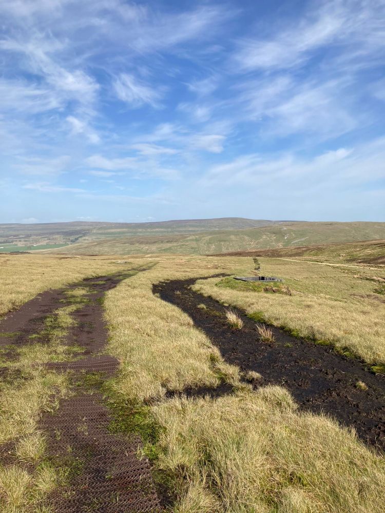 Tracks on a peatland