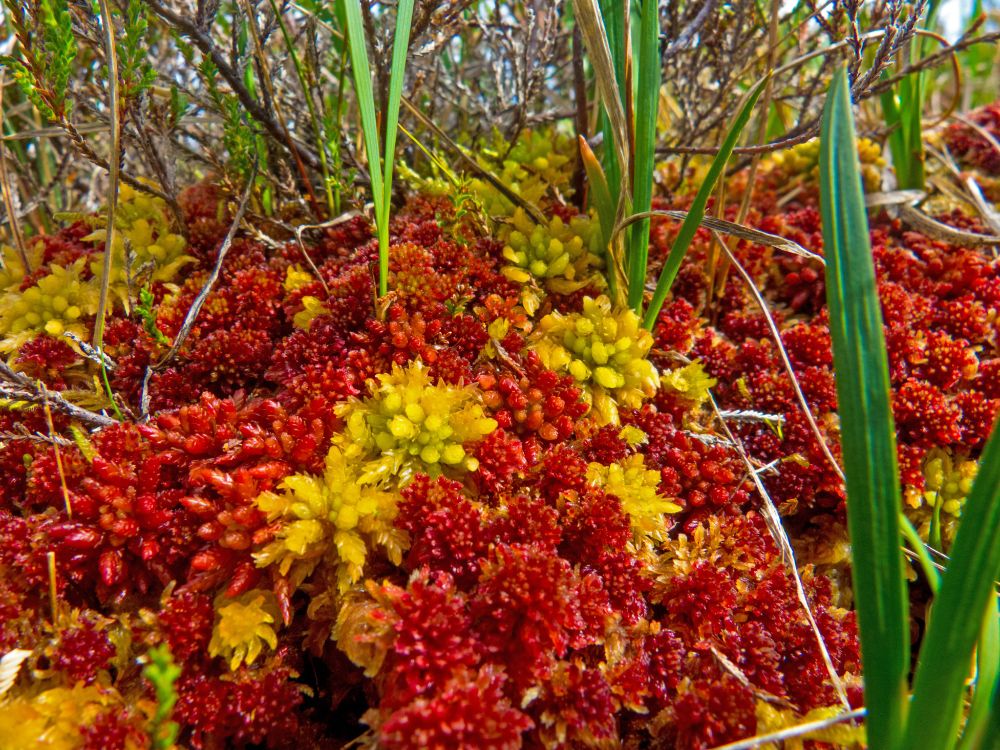 Image of moss on Munsary Peatland Nature Reserve, Scotland.