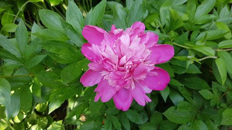 Photo of a blossomed, bright pink peony surrounded by green peony petals. On the way to my best friend's house, I saw the peony in a garden and papparazzed it.