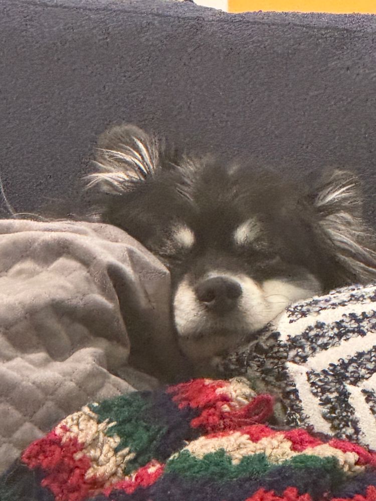 Sleeping dog in blankets