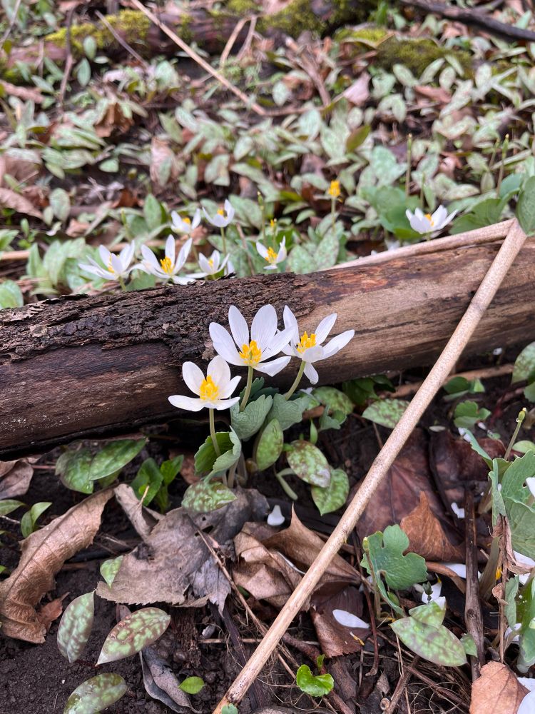 Bloodroot (Sanguinaria canadensis) in flower among yellow trout lily leaves (Erythronium americanum). 