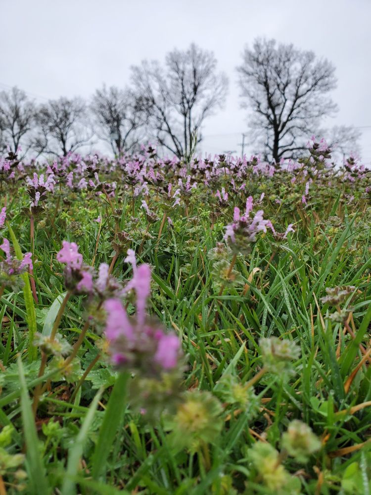 A close up shot of green grass that has several plants with small purple flowers, there are tall leafless trees in the background against a gray sky