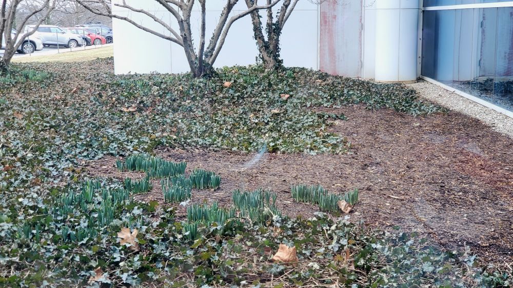 Picture of a courtyard next to a white building with blue tinted windows, there are cars in a small parking lot in the background, in the center of the picture are several bunches of daffodil leaves poking out of the bare ground, the daffodils are surrounded by a decorative ground ivy and some daffodils are growing out of the ivy.
