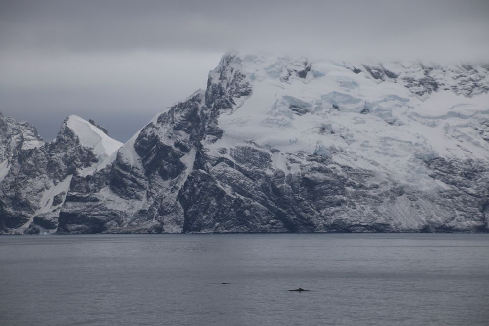 "In conducting our study, together with our colleagues from Norway, we analyzed more than 30,000 hours of echo sounder recordings collected by three krill fishing vessels in the Southern Ocean over a period of six years," as Dominik Bahlburg from the Alfred Wegener Institute, Helmholtz Centre for Polar and Marine Research (AWI), stated. Using a segmentation model and artificial intelligence, the researchers were able to filter out signals that whales, penguins and seals emit when they dive under fishing vessels. "During such encounters, ships and krill predators pursue the same krill swarms. This allowed us to systematically analyse the spatial and temporal dynamics of this competition in order to identify locations and time periods where the interaction between the two groups is particularly intensive."

This showed up distinct seasonal patterns that were specific to the various krill predators. For example, the fishery encountered penguins and fur seals in summer and winter, particularly in the South Orkney Islands and South Georgia, while only rarely encountering whales. "The South Orkney Islands seem to be a real hotspot for encounters with penguins," says Dominik Bahlburg. "Compared to the Antarctic Peninsula, they have received far less attention in the debate on the impact of krill fishing and many of the colonies affected there are currently not regularly monitored." This, however, would be ecologically significant, as fishing vessels encounter penguins here in summer during their main breeding season, in the immediate vicinity of their breeding colonies. This furthermore suggests that restriction zones on the Antarctic Peninsula, that have been established voluntarily by the fishery, do not really minimize the encounters of penguins and vessels and thus the direct competition for krill during the breeding season, but rather shifted them to the South Orkney Islands.

