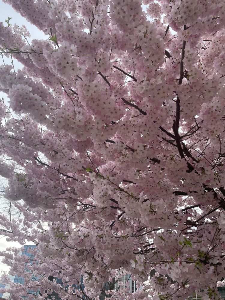 A tree full of pale pink blossoms in full bloom.