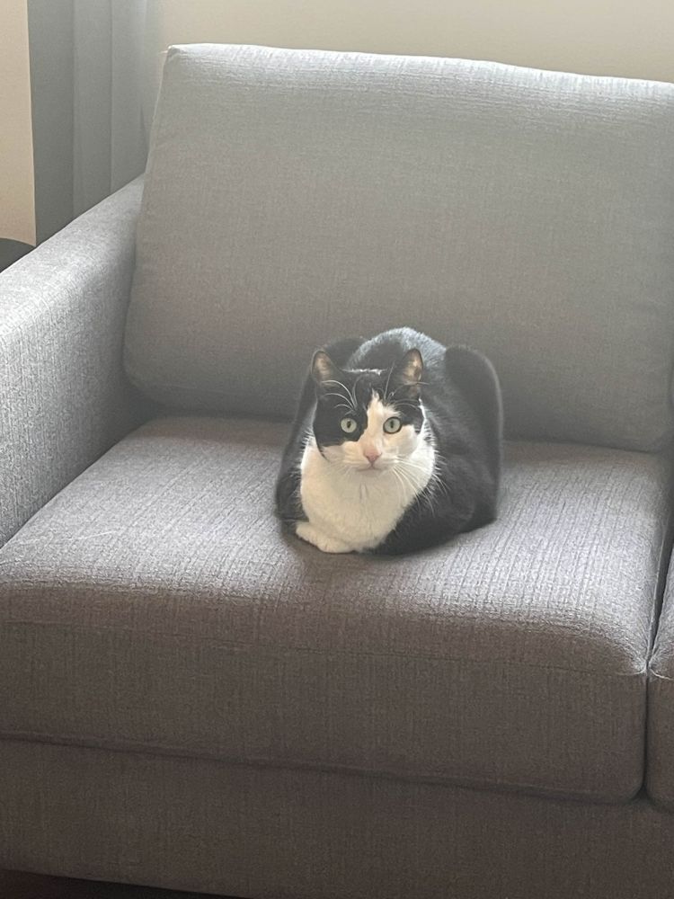 Max, a tuxedo cat, loafs on a gray couch. He looks surprised and innocent. He is definitely not a plant-eating criminal.