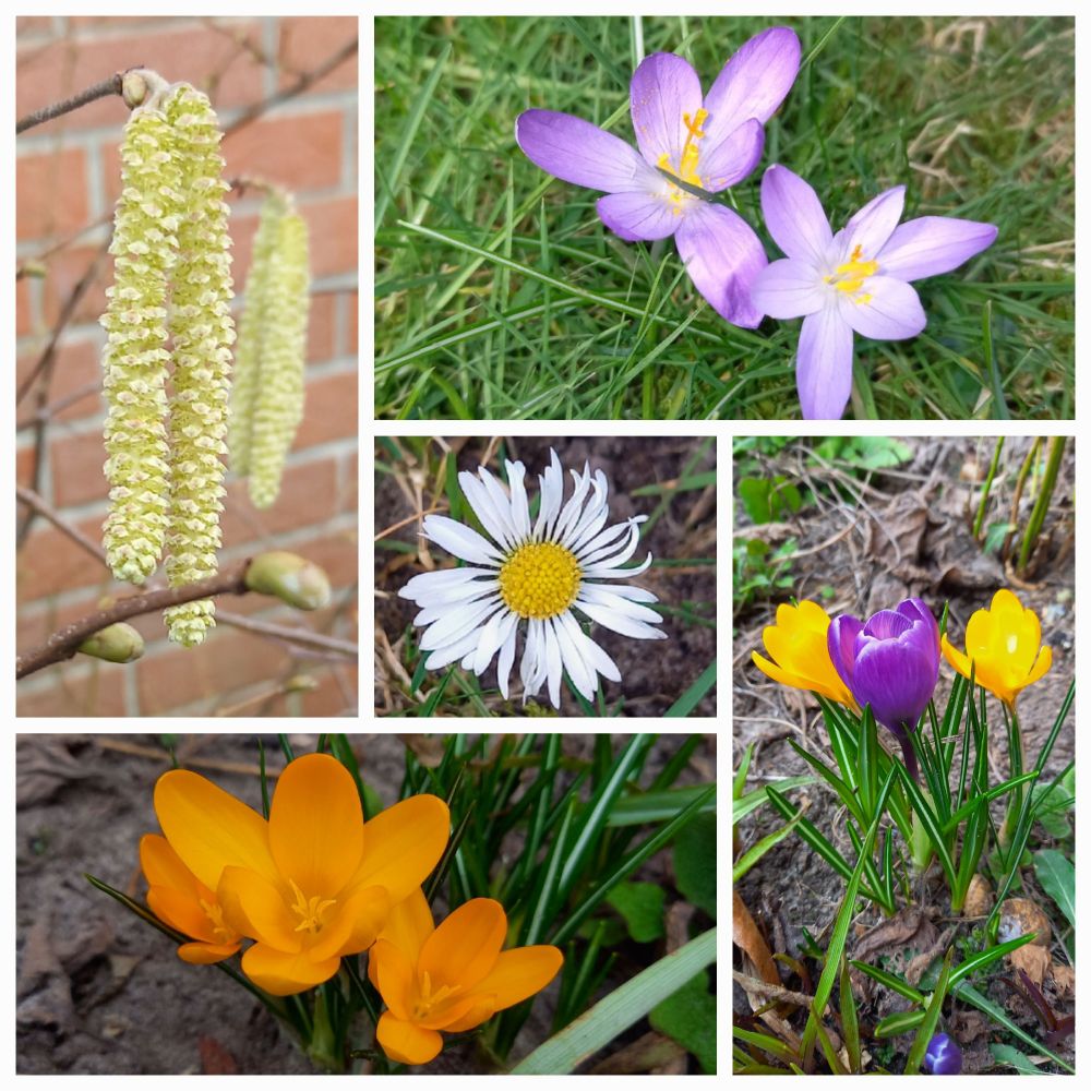 Fotocollage mit Haselnuss-, Krokus- und Gänseblümchenblüten