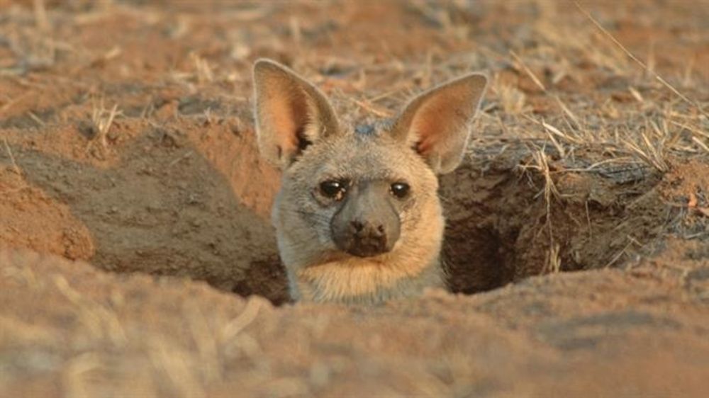 Aardwolf poking it's head out a hole
