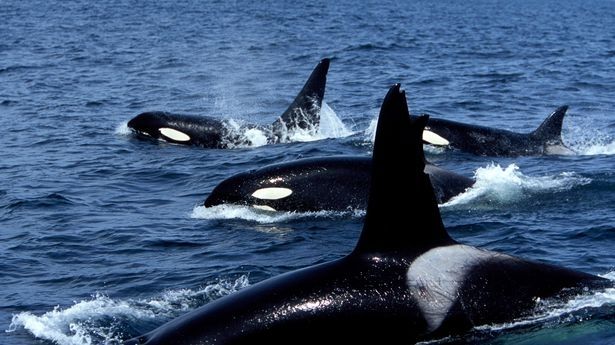 Gladis orca pod