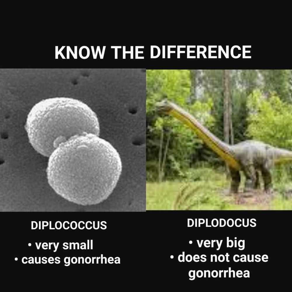 Know the difference:

Diplococchus - very small, cases gonorrhea

Diplodocus - very big, does not cause gonorrhea